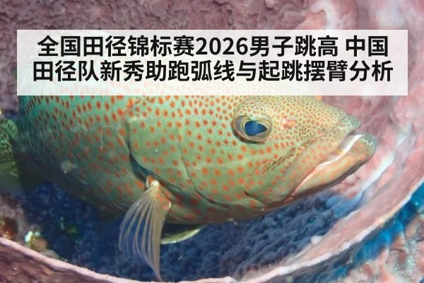 全国田径锦标赛2026男子跳高 中国田径队新秀助跑弧线与起跳摆臂分析